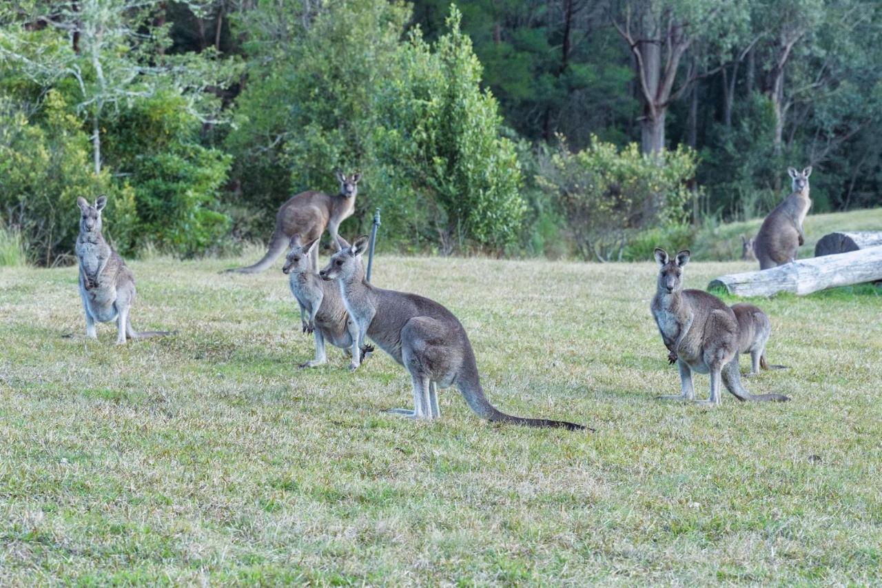 Jumulu Lodge A Unique Luxury Escape Kangaroo Valley Buitenkant foto